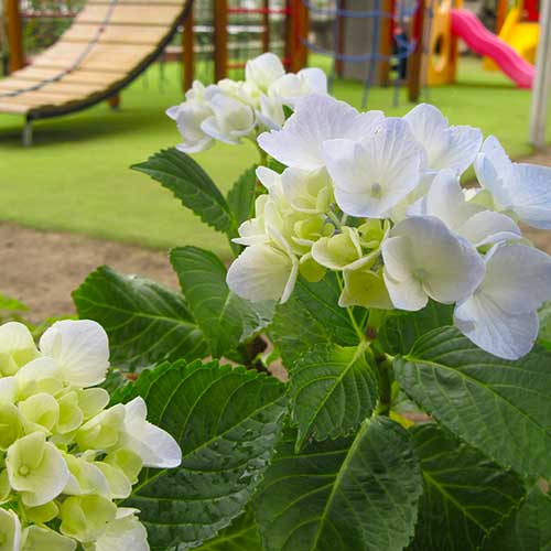 なぐさようちえん　園だより