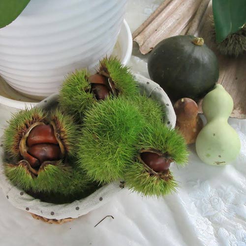 なぐさようちえん　園だより